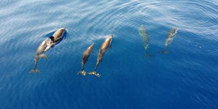 Akdeniz'deki yunuslar tehlike altında