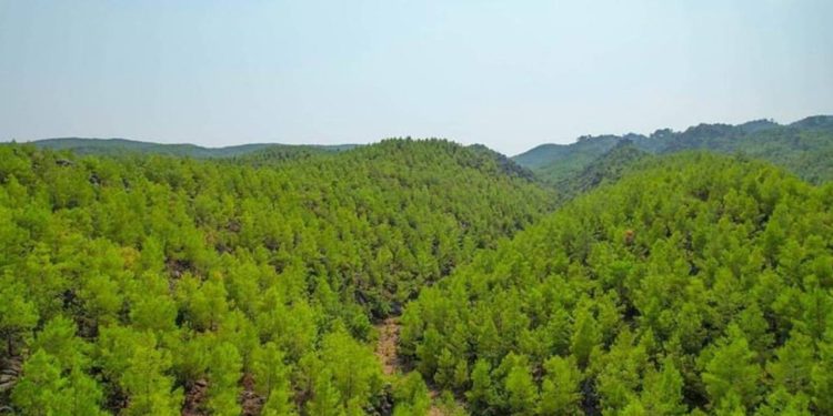 Antalya için orman yangını uyarısı