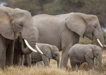 Araştırma: Kanserin çaresi fillerin testislerinde olabilir