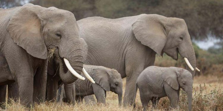 Araştırma: Kanserin çaresi fillerin testislerinde olabilir
