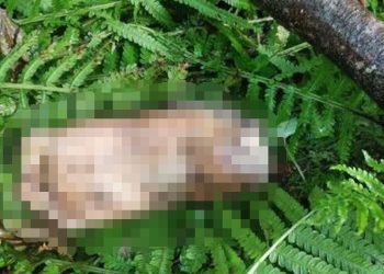 Artvin'de kopmuş ayak bulundu, belediye DNA için anons geçti