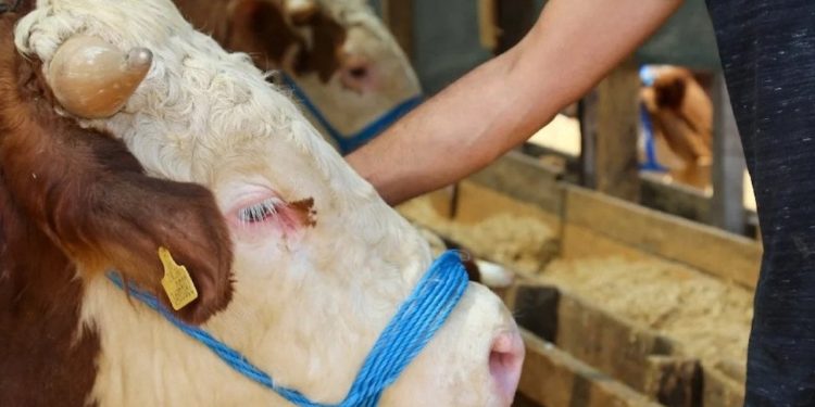 Artvin'de şap alarmı: Dört ilçede hayvan ticaretine bir ay kısıtlama