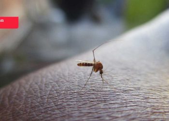 Asya kaplanı sivrisineği yayılıyor: Üç bulaşıcı hastalığa dikkat