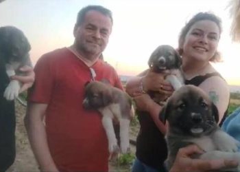 Av tüfeğiyle öldürülen köpeğin dört yavrusu bulundu