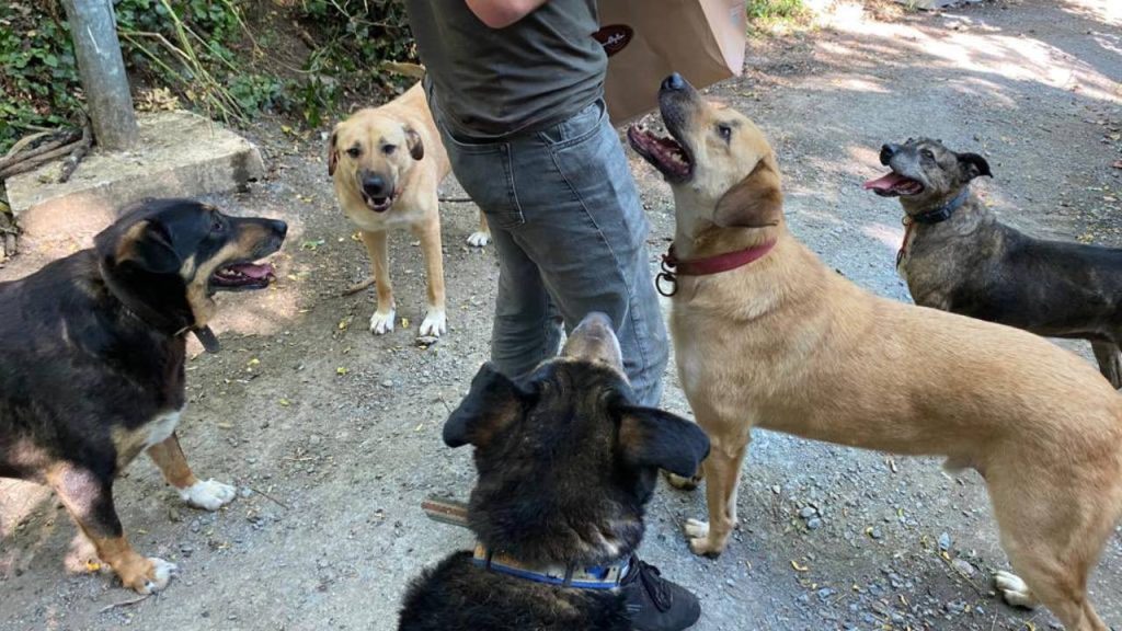 BUPaws’tan dayanışma çağrısı: Boğaziçi Üniversitesi yönetiminin yuvalarından atmaya çalıştığı 42 köpeğe ses olalım