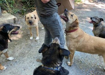 BUPaws’tan dayanışma çağrısı: Boğaziçi Üniversitesi yönetiminin yuvalarından atmaya çalıştığı 42 köpeğe ses olalım