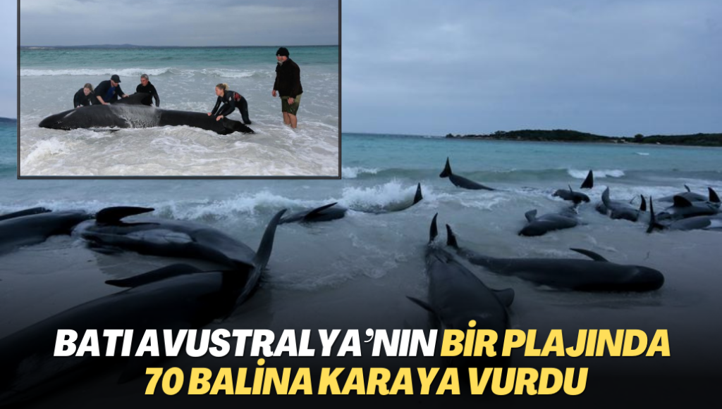 Batı Avustralya’nın bir plajında 70 balina karaya vurdu