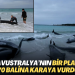 Batı Avustralya’nın bir plajında 70 balina karaya vurdu