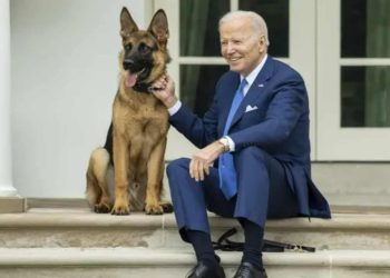 Biden'ın köpeği Beyaz Saray'da en az 10 ajanı ısırdı