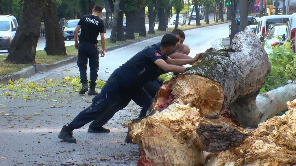 Bursa'da 200 yıllık çınar, caddeye devrildi