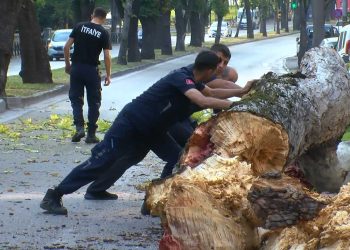 Bursa'da 200 yıllık çınar, caddeye devrildi