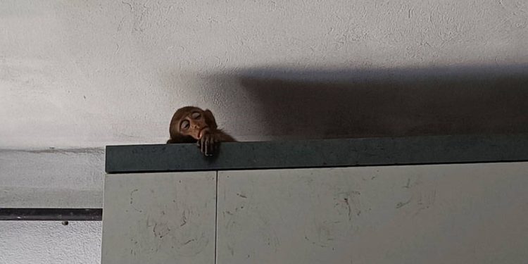 Bursa'da bir evin mutfağına maymun girdi: Muz ve karpuzla beslediler