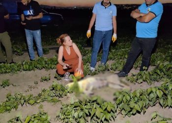 Bursa'da sokak köpeği av tüfeği ile vurularak öldürüldü