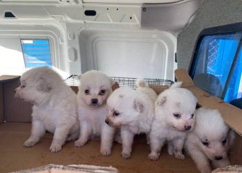 Bursa'da, Her Eve Bir Pati Derneği (HEPAD) ile iletişime geçen bir kişi, daha önce köpek üretim çiftliği olarak kullanılan tesiste terk edilmiş, sağlık durumları kötüleşmiş köpeklerin bulunduğu bilgisini verdi.