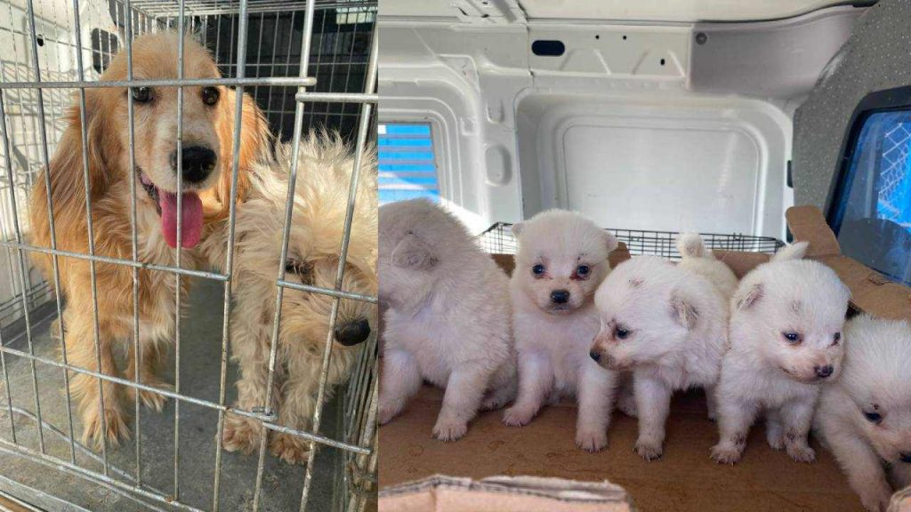 Bursa'da terk edilmiş üretim çiftliğinde bakımsız ve bitkin 16 köpek bulundu