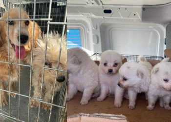 Bursa'da terk edilmiş üretim çiftliğinde bakımsız ve bitkin 16 köpek bulundu