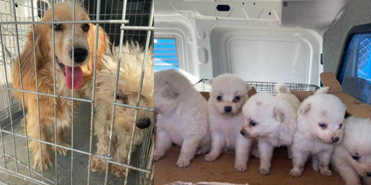 Bursa'da terk edilmiş üretim çiftliğinde bakımsız ve bitkin 16 köpek bulundu