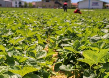 Çiftçilerin emekleri boşa gitti: 13 TL birden düştü! Toplamayı bırakıp, çürümelerini izliyorlar..