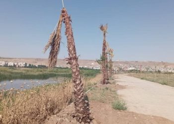 Cizre kayyımının 637 bin TL harcadığı palmiyeler kurudu