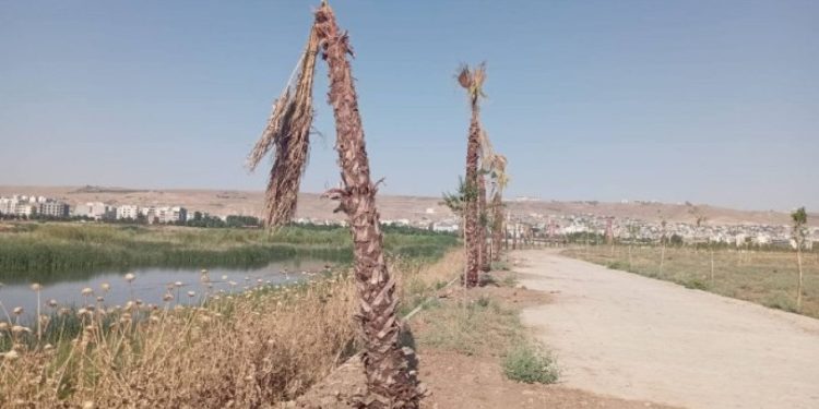 Cizre kayyımının 637 bin TL harcadığı palmiyeler kurudu