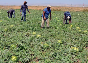 Çöl sıcakları büyük tehlike doğurdu: 13 milyon işçi ölümle burun buruna