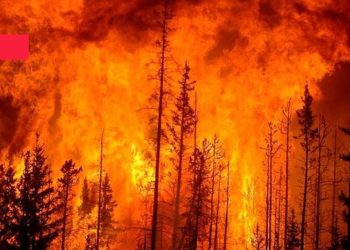 Cudi dört gündür yanıyor, müdahale edilmesine izin verilmiyor: 'Sistematik eko-kırım uygulanıyor'