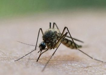 Diyabet hastalarına sivrisinek uyarısı: Ciddi tablolara yol açabilir