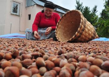 Fındık üreticileri fiyat talebini açıkladı