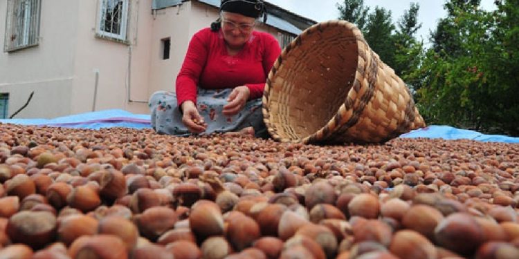 Fındık üreticileri fiyat talebini açıkladı
