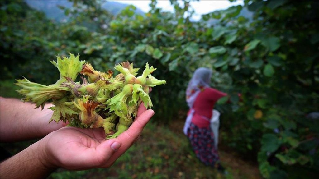 Fındıkta işçi yevmiyesi 448 lira olarak belirlendi