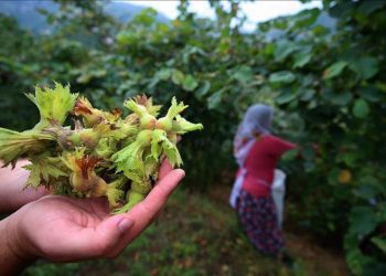 Fındıkta işçi yevmiyesi 448 lira olarak belirlendi