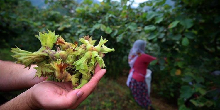 Fındıkta işçi yevmiyesi 448 lira olarak belirlendi