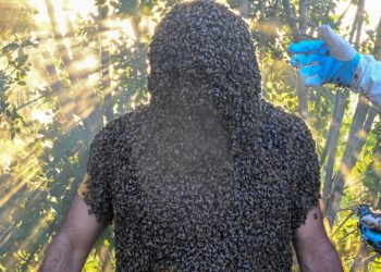 Guinness Rekorlar Kitabı'na girmek için 63 kilo arıyı üzerine topladı