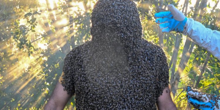 Guinness Rekorlar Kitabı'na girmek için 63 kilo arıyı üzerine topladı