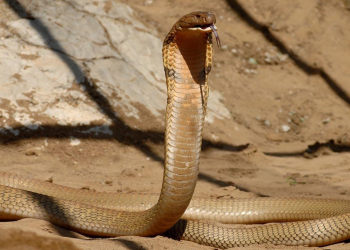 İş insanını öldürmek için kobra kullandılar