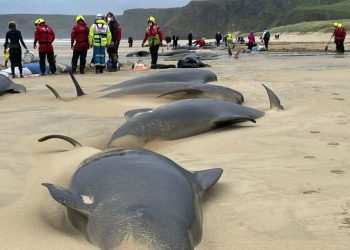 İskoçya'da doğum sırasında ölen dişi pilot balinasının sürüsü intihar etti: 55 balina karaya vurdu