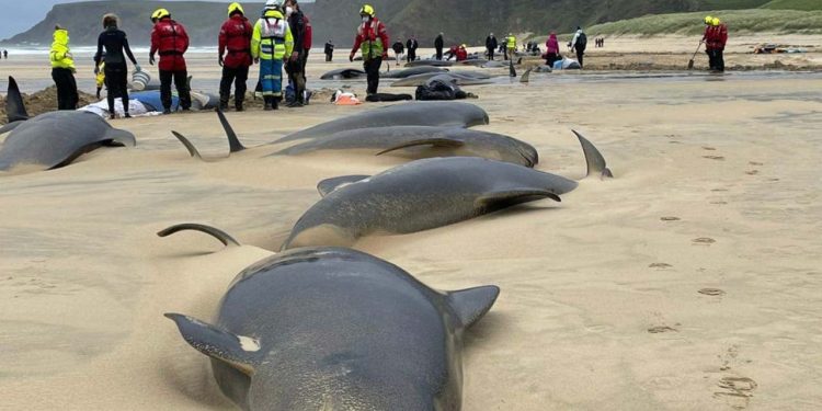 İskoçya'da doğum sırasında ölen dişi pilot balinasının sürüsü intihar etti: 55 balina karaya vurdu