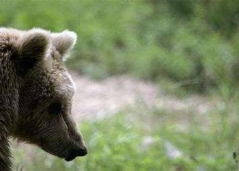 İtalyan Alpleri'nde insanlara saldıran iki bozayı 'affedildi'