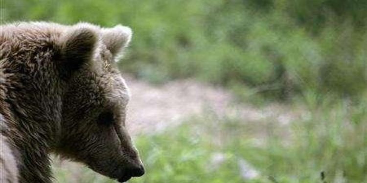 İtalyan Alpleri'nde insanlara saldıran iki bozayı 'affedildi'