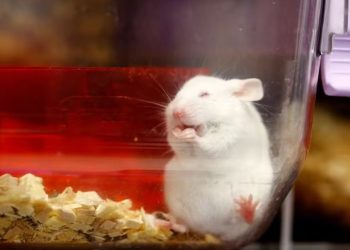 Kanada kozmetik ürünlerin hayvanlar üzerinde test edilmesini yasakladı