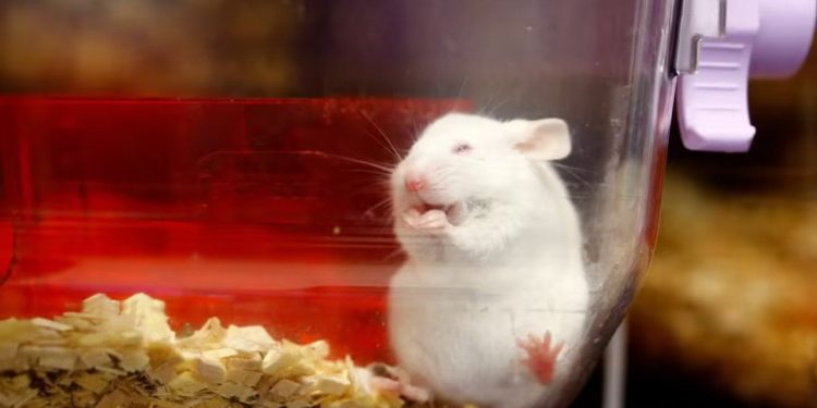 Kanada kozmetik ürünlerin hayvanlar üzerinde test edilmesini yasakladı