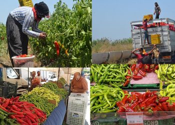 Kapya biberin zamlı yolculuğu: Tarlada 7 TL, halde 17 TL, pazarda 25TL, markette 28 TL