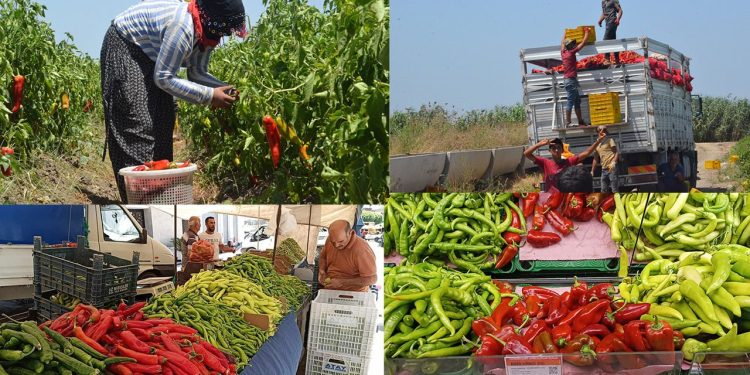 Kapya biberin zamlı yolculuğu: Tarlada 7 TL, halde 17 TL, pazarda 25TL, markette 28 TL