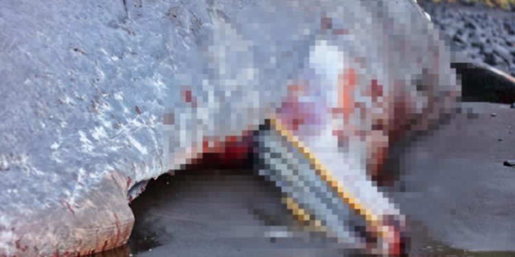 Karaya vuran balinanın içinden servet çıktı!