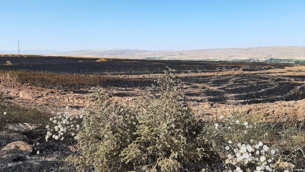 Kayseri'de yangın: Tahıl ekili alan küle döndü, bir hayvan öldü