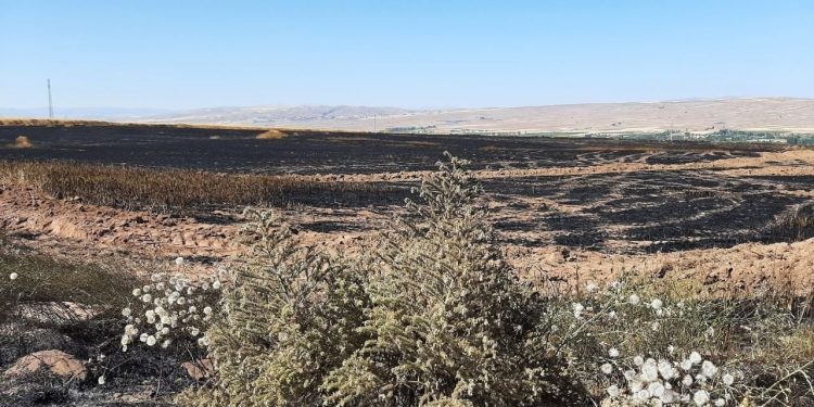Kayseri'de yangın: Tahıl ekili alan küle döndü, bir hayvan öldü