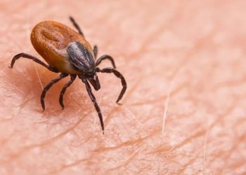 Kene tedavisinde umut ışığı: 'Monoklonal antikor' geliştirildi