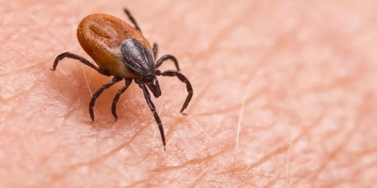 Kene tedavisinde umut ışığı: 'Monoklonal antikor' geliştirildi