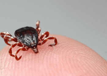 Kene vakalarında 'aşırı yağış' etkisine dikkat!