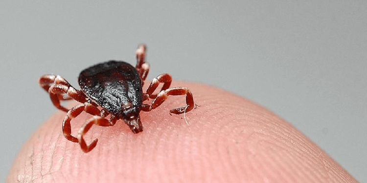 Kene vakalarında 'aşırı yağış' etkisine dikkat!